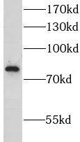 LRSAM1 Antibody - BSA Free