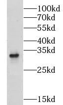 LRRC10 Antibody - BSA Free
