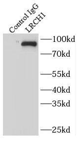 LRCH1 Antibody - BSA Free