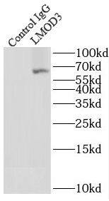 LMOD3 Antibody - BSA Free