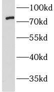 LMF2 Antibody - BSA Free