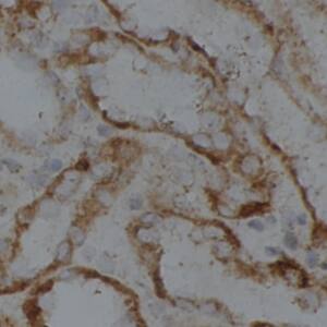 LMF2 Antibody - BSA Free