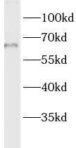 LMF1 Antibody - BSA Free