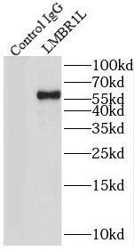 LMBR1L Antibody - BSA Free