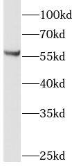 LMBR1L Antibody - BSA Free