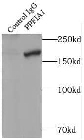 Liprin alpha 1 Antibody - BSA Free