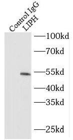 LIPH Antibody - BSA Free