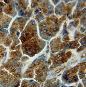 LIPH Antibody - BSA Free