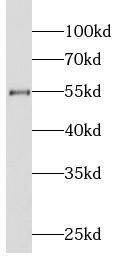 LIPH Antibody - BSA Free