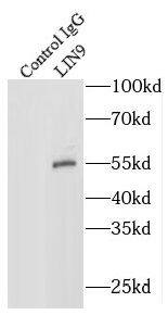LIN9 Antibody - BSA Free