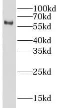 LIN9 Antibody - BSA Free