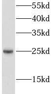 LIN7C Antibody - BSA Free