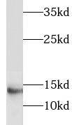 LIMD2 Antibody - BSA Free
