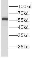 Lgi3 Antibody - BSA Free