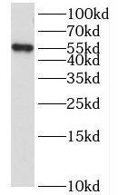 LENG9 Antibody - BSA Free