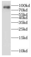 LENG8 Antibody - BSA Free