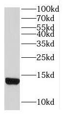 LDLRAD1 Antibody - BSA Free
