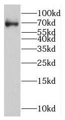 LCORL Antibody - BSA Free