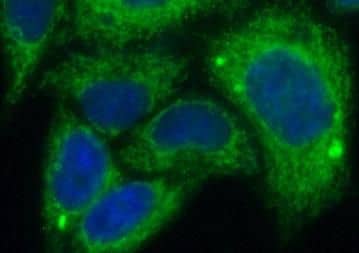 LATS2 Antibody - BSA Free