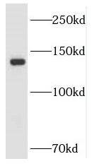 LARS Antibody - BSA Free