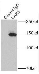 LARS Antibody - BSA Free