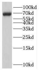 LARGE Antibody - BSA Free