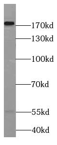LAMC3 Antibody - BSA Free