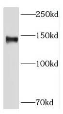 LAMC2 Antibody - BSA Free