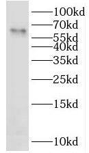 LAD1 Antibody - BSA Free