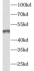 LACTB Antibody - BSA Free