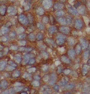 LACTB Antibody - BSA Free