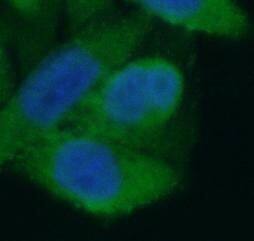 LACTB Antibody - BSA Free