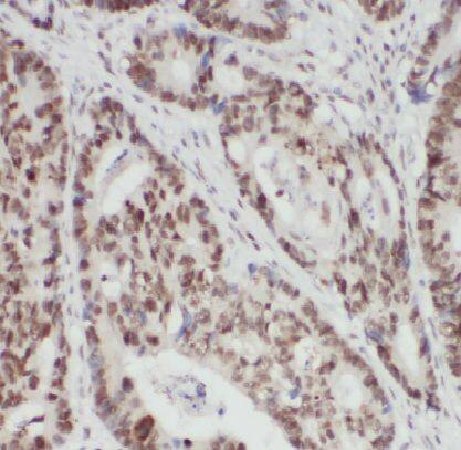 LACRT Antibody - BSA Free
