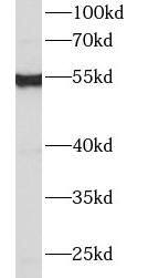IFIT2 Antibody - BSA Free