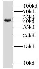 IDH3G Antibody - BSA Free