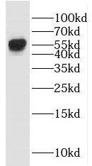 ALS2CR15 Antibody - BSA Free