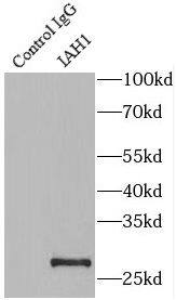 IAH1 Antibody - BSA Free