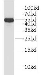 HYAL3 Antibody - BSA Free