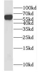 HYAL2 Antibody - BSA Free