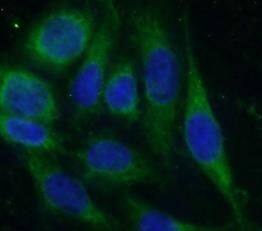 HVCN1 Antibody - BSA Free