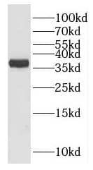 HuC Antibody - BSA Free