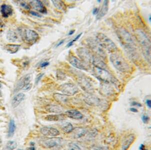 STCH Antibody - BSA Free