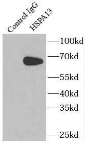 STCH Antibody - BSA Free