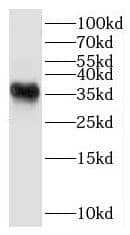 HSD3B7 Antibody - BSA Free