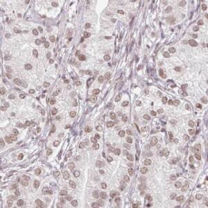 HSBP1 Antibody - BSA Free