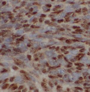 HRSP12 Antibody - BSA Free