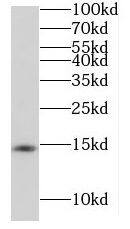 HRSP12 Antibody - BSA Free