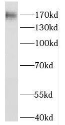 HRC Antibody - BSA Free
