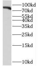 HPS6 Antibody - BSA Free