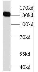 HPS5 Antibody - BSA Free